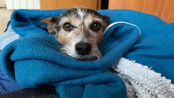 Ropa de Mascotas